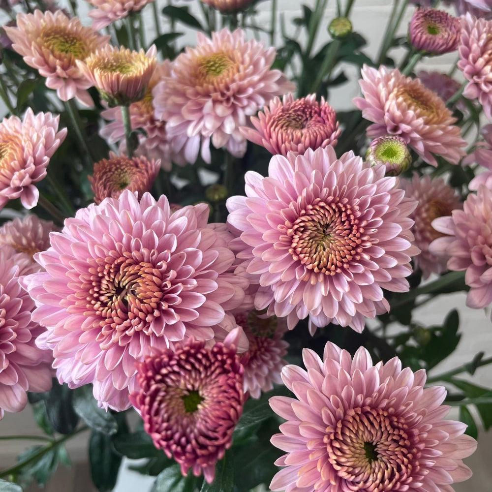 pink chrysanthemum 10 stems online