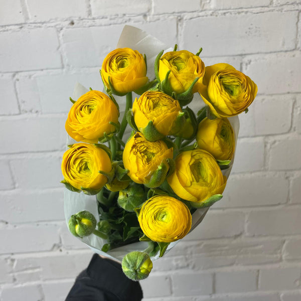 Ranunculus 40cm -Yellow- Bunch of 10 stems