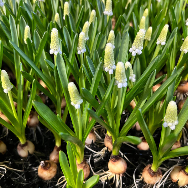 white muscari bulbs