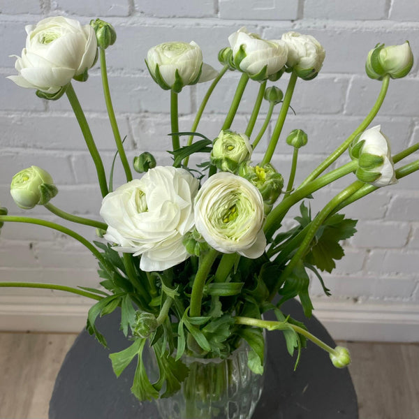 Ranunculus 40cm -White- Bunch of 10 stems