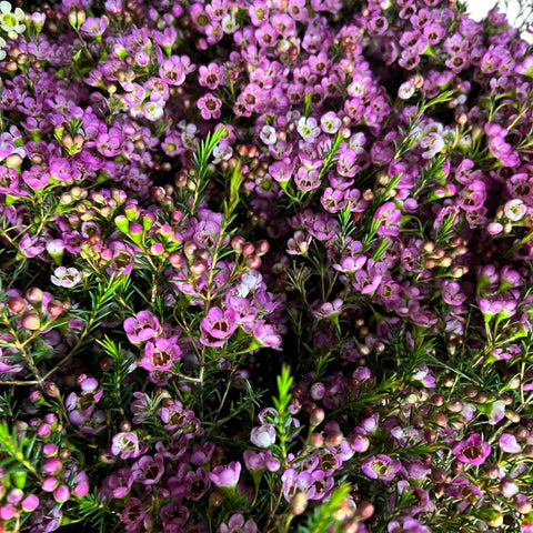IMPORT - Waxflower Adi Pink/Purple 80cm x 5 stems