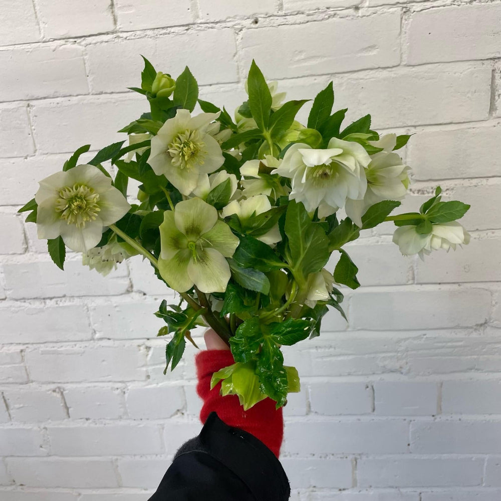 buy white hellebores online 