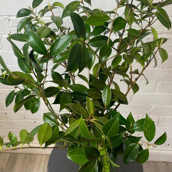 Foliage - Camellia Cornish