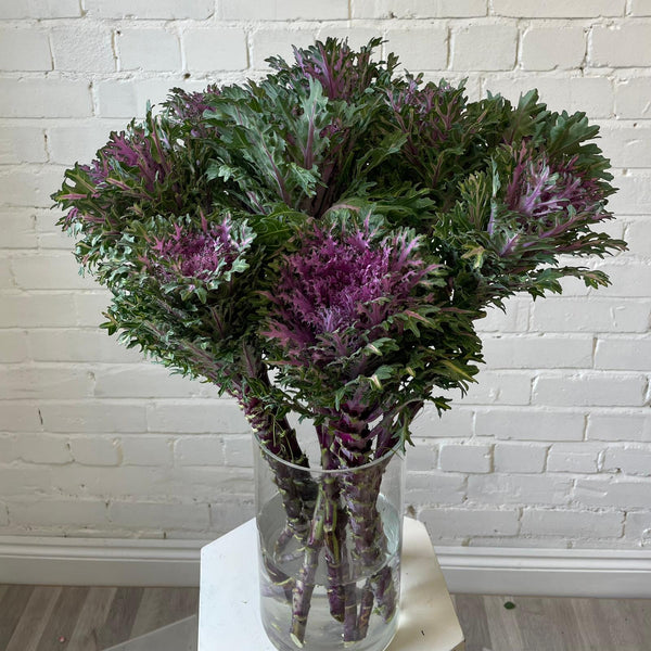 Brassica - Feather Queen- Bundle of 10 stems
