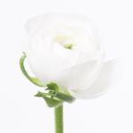 IMPORT - Ranunculus Elegance White x 10 stems