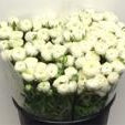 IMPORT - Ranunculus Elegance White x 10 stems