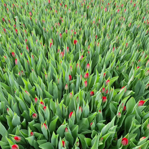 red tulips online UK grown