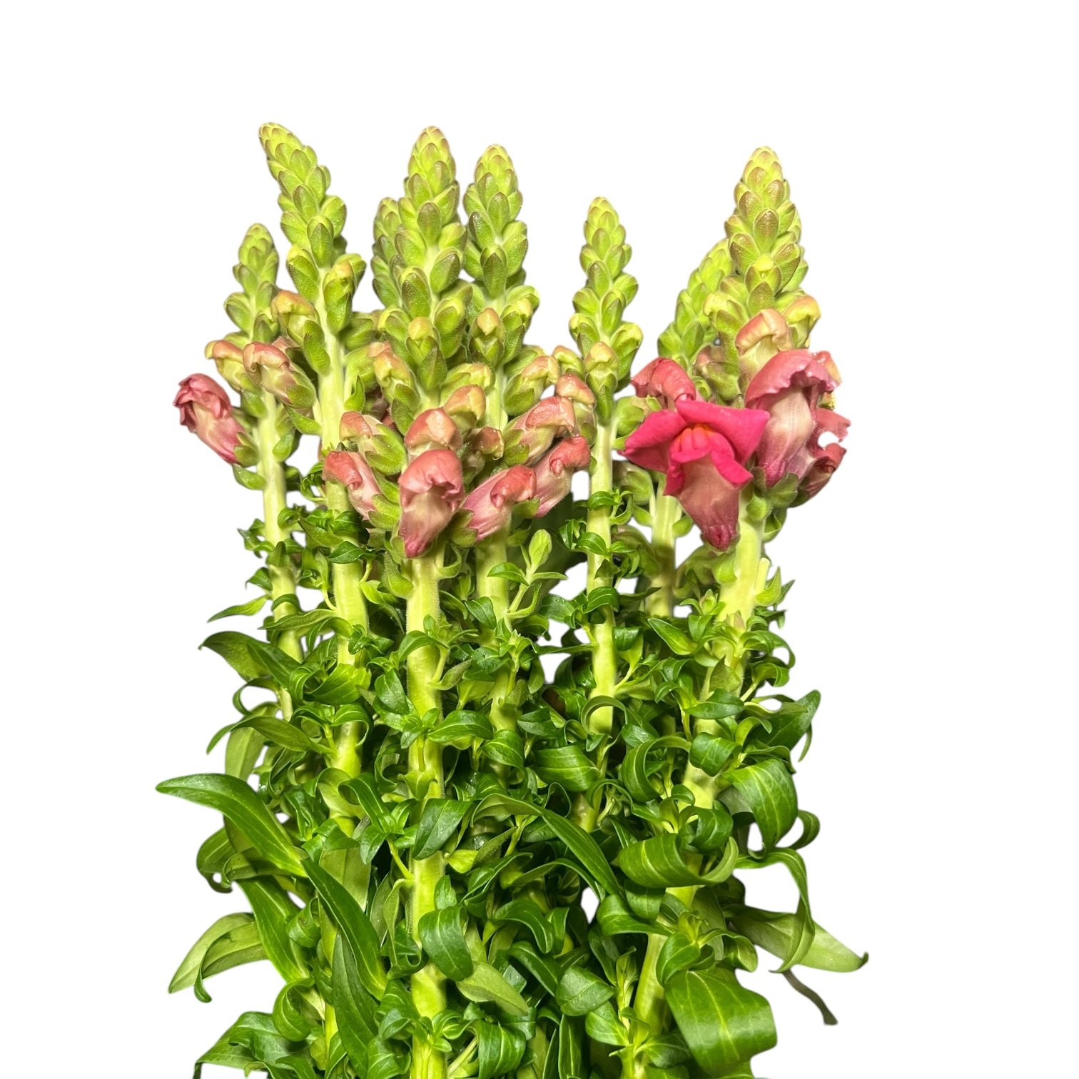 IMPORT Antirrhinum -Pink- Bunch of 10 stems