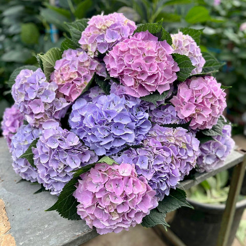 Hydrangea CLASSIC Diamond Lilac -50cm - 5 Stems Short