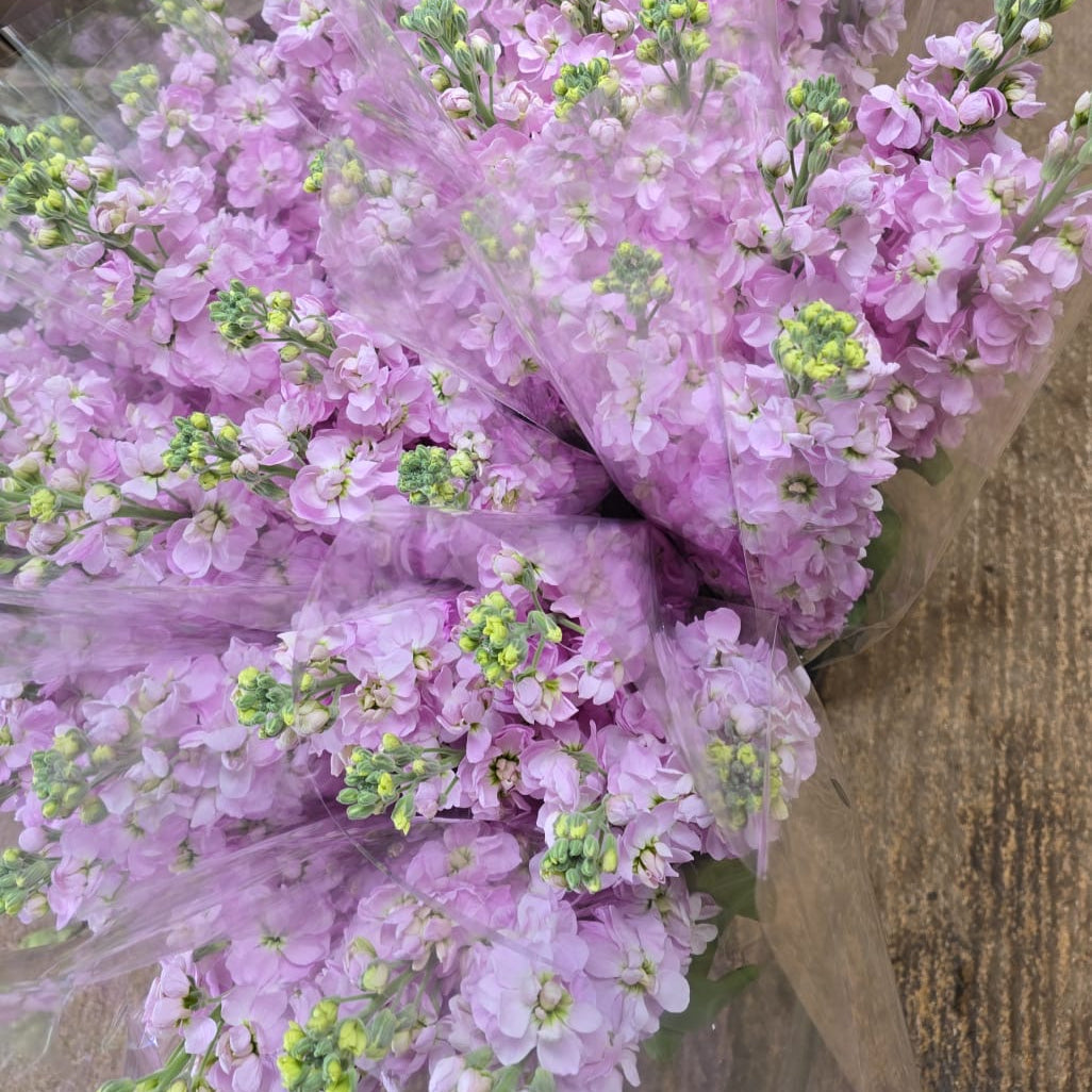 Scented Stocks-Standard Grade-10 stems-Pink