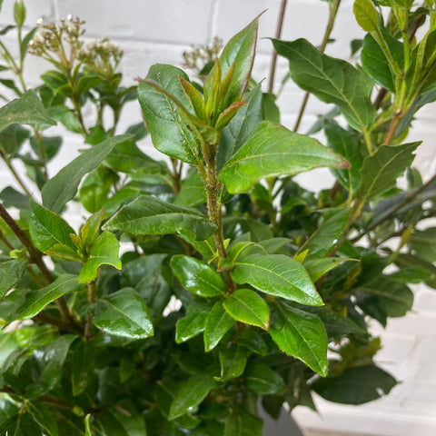 Foliage - Viburnum Tinus - Cornish