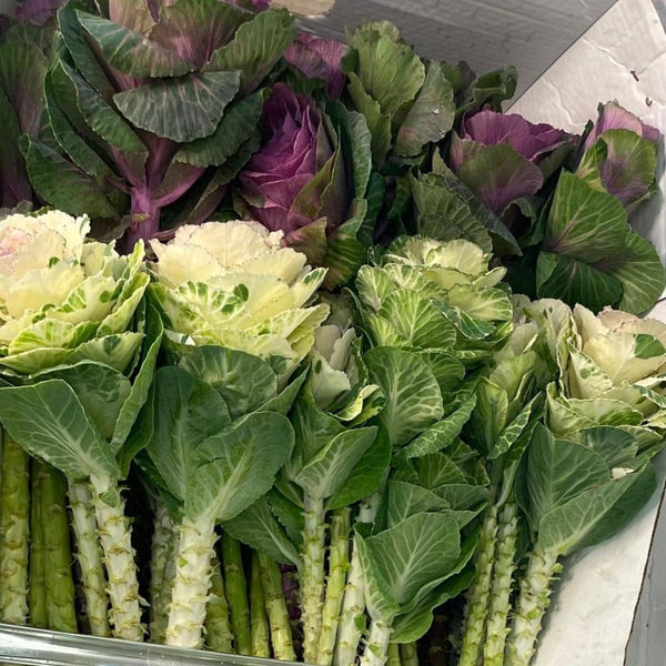 Brassica Ornamental - Growers choice **BOX OFFER** 50 stems