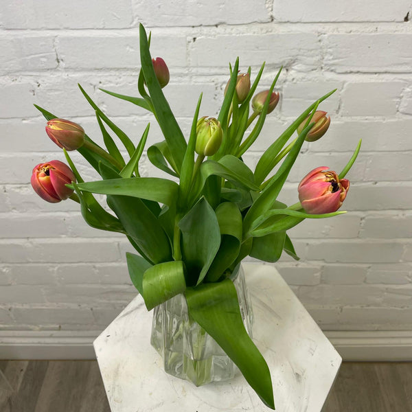 Tulip - Columbus Double 8 stems