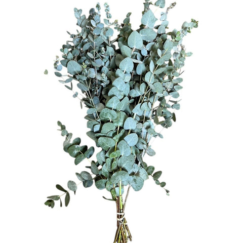 IMPORT - 300gm Eucalyptus Cinerea Penny Gum