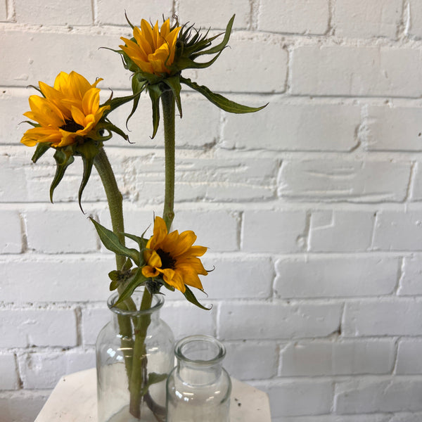 Miniature Sunflowers  ** DINKY SUNS ** 20 stems