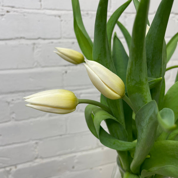 Tulip - Single White 8 stems