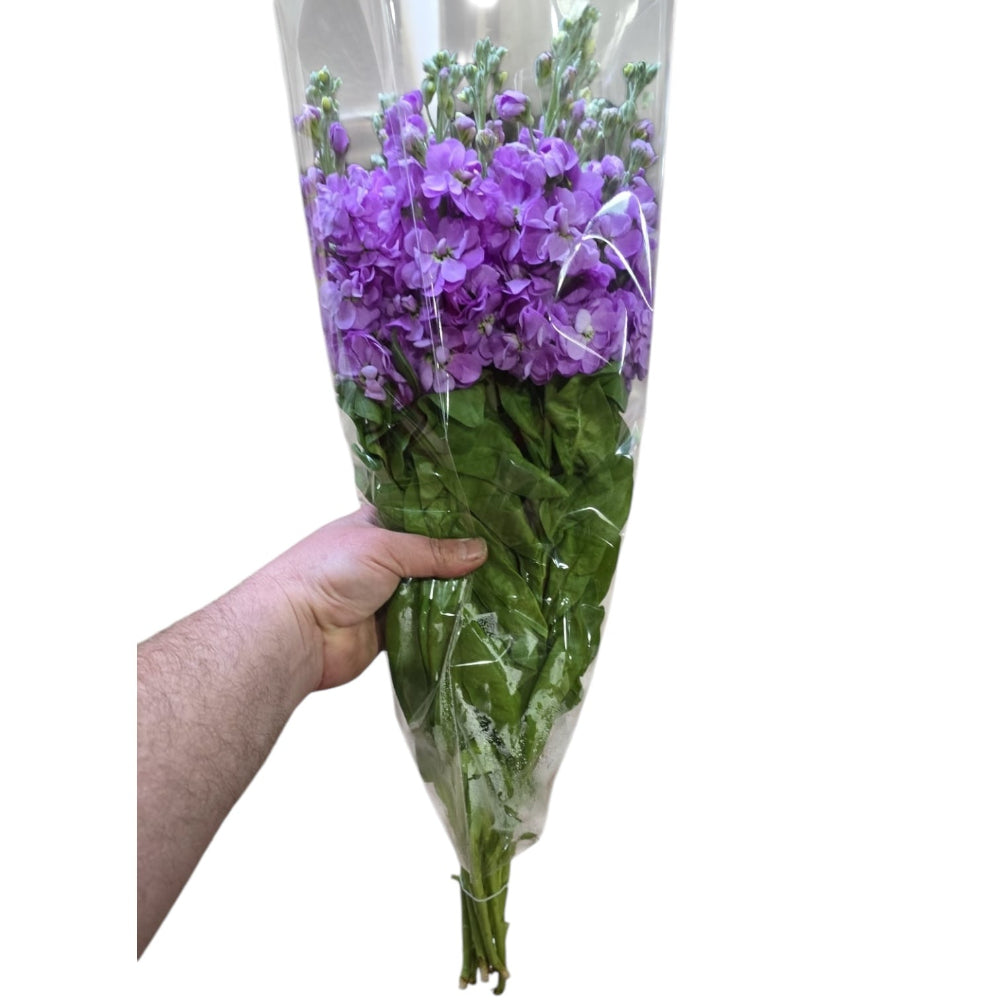 Scented Stocks-Standard Grade-10 stems-Lavender