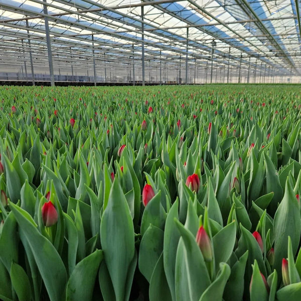 FARM SHOP Tulip 6 bunches x 6 Stems