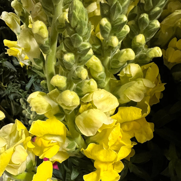 lincolnshire yellow snapdragons online UK grown