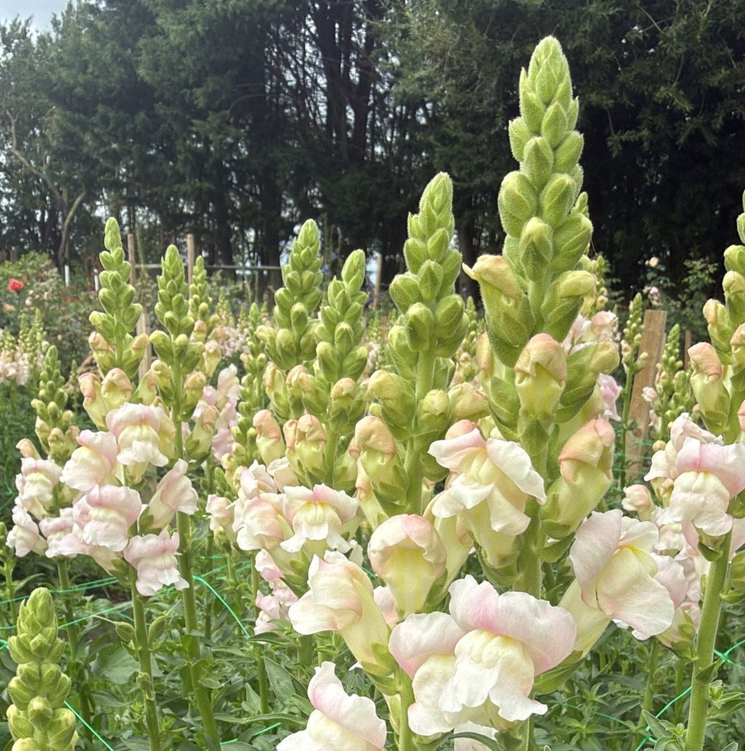 Antirrhinum - Avignon Silver - pale pink  x 10 stems