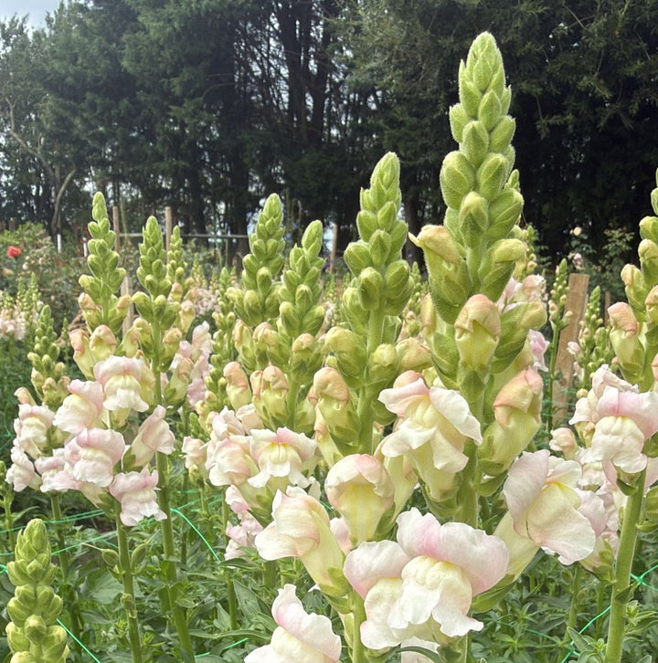 Antirrhinum - Avignon Silver - pale pink  x 10 stems