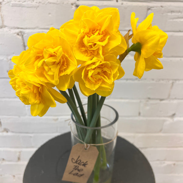 Double Daffodils -Jack The Lad - 50 bunches x 10 stems
