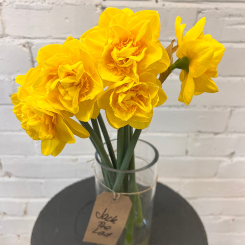 Double Daffodils -Jack The Lad - 50 stems