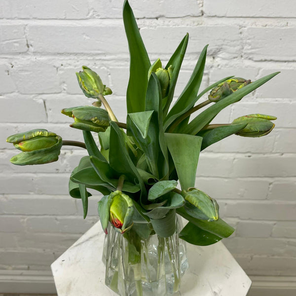 Tulip - Red Parrot 8 stems