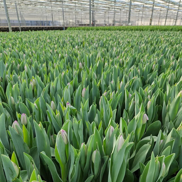 FARM SHOP Tulip 6 bunches x 6 Stems