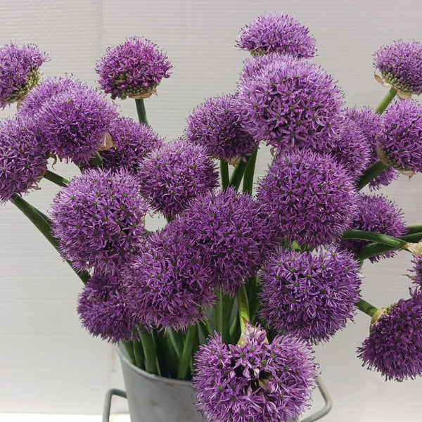 uk grown alliums buy now online