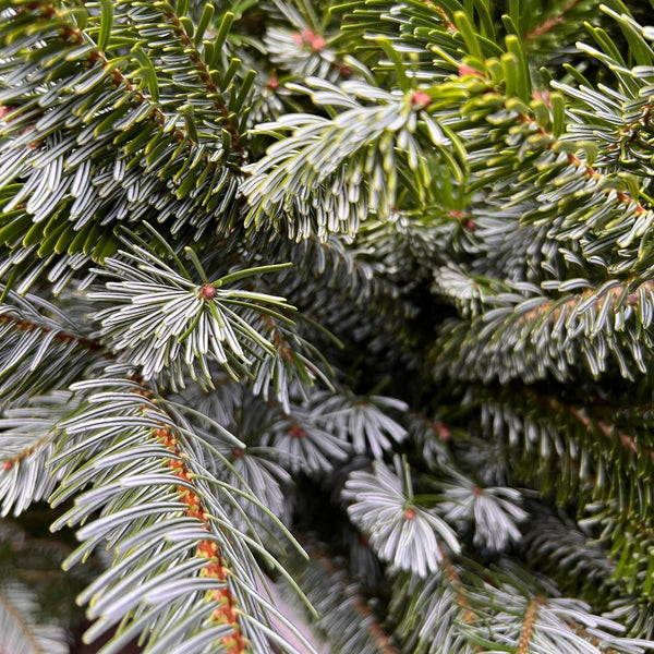 bundle sale nordman pine