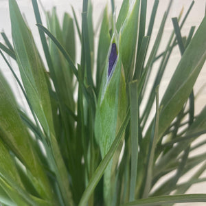 British Grown Iris Purple 'Tigris/Discovery' Bundle of 25 stems (35p)