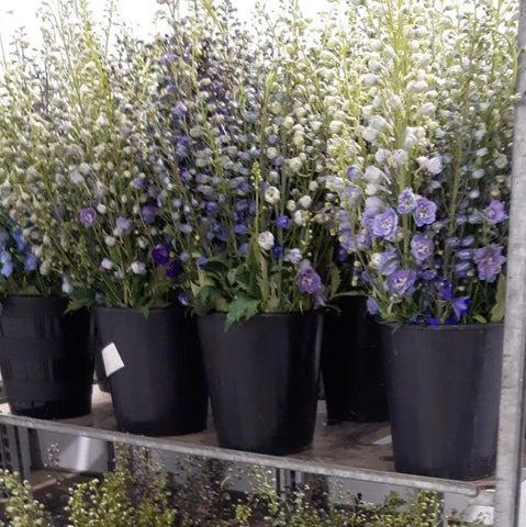 Delphinium - BLUE LILAC PASTEL MIX- Growers Bundle