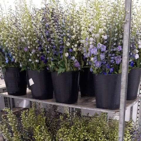 British Grown Delphinium - Mixed colours - BUCKET c50stems BLUE LILAC PASTEL MIX