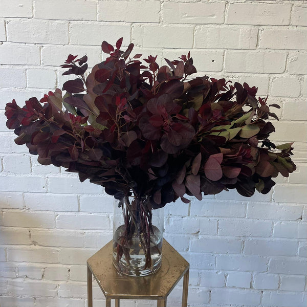 IMPORT - Cotinus Royal Purple 60cm Bunch