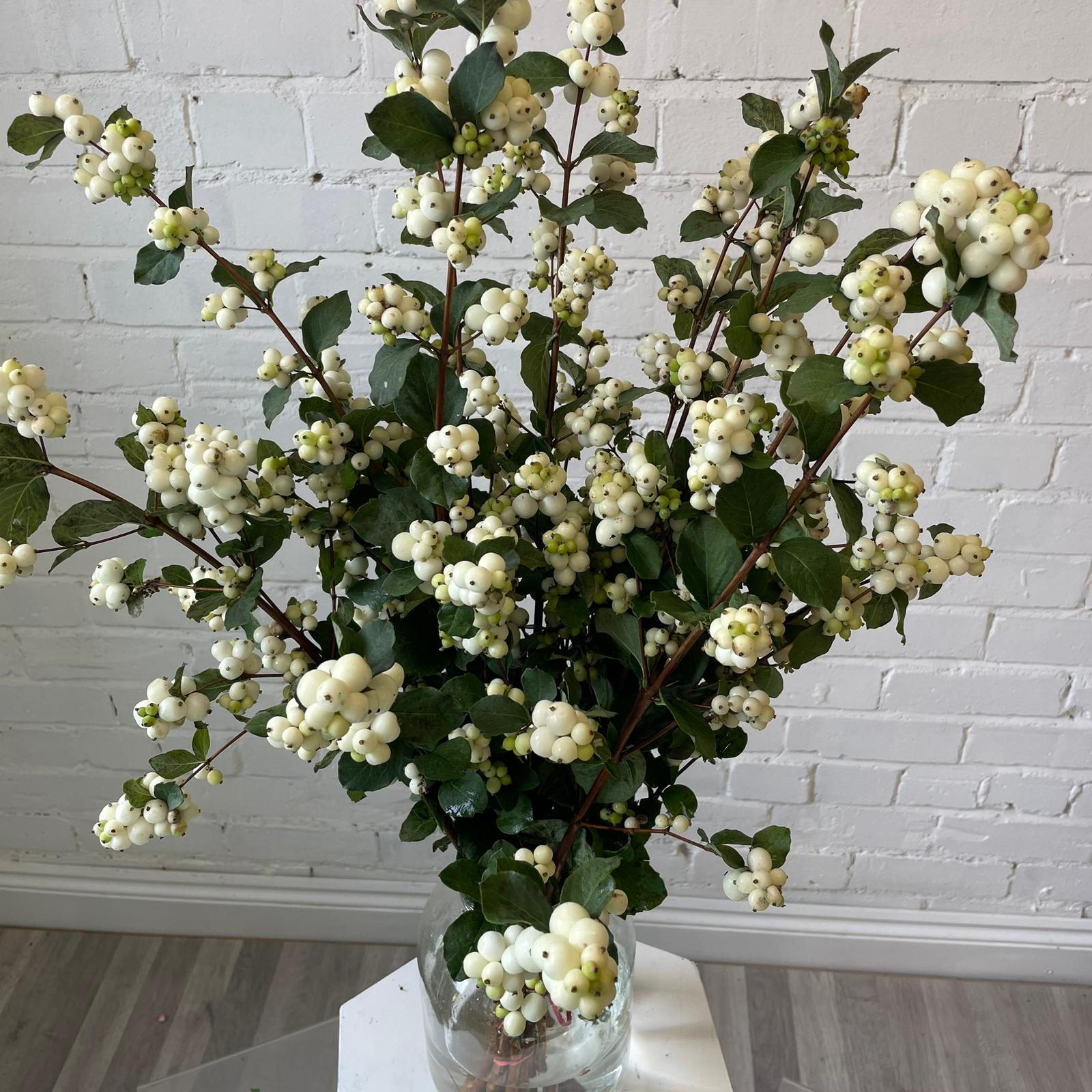 Snowberry - White - Bunch of 10