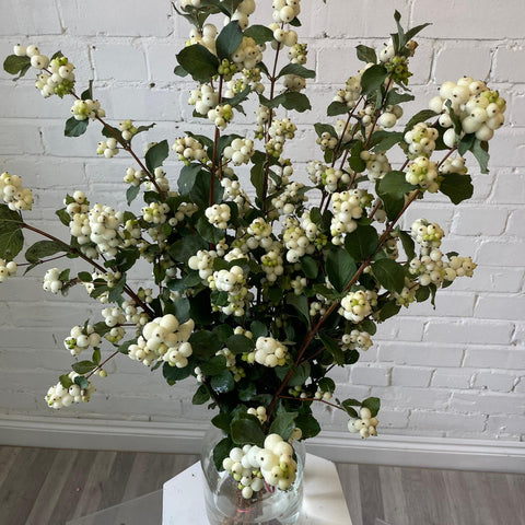 Snowberry - White - Bunch of 10