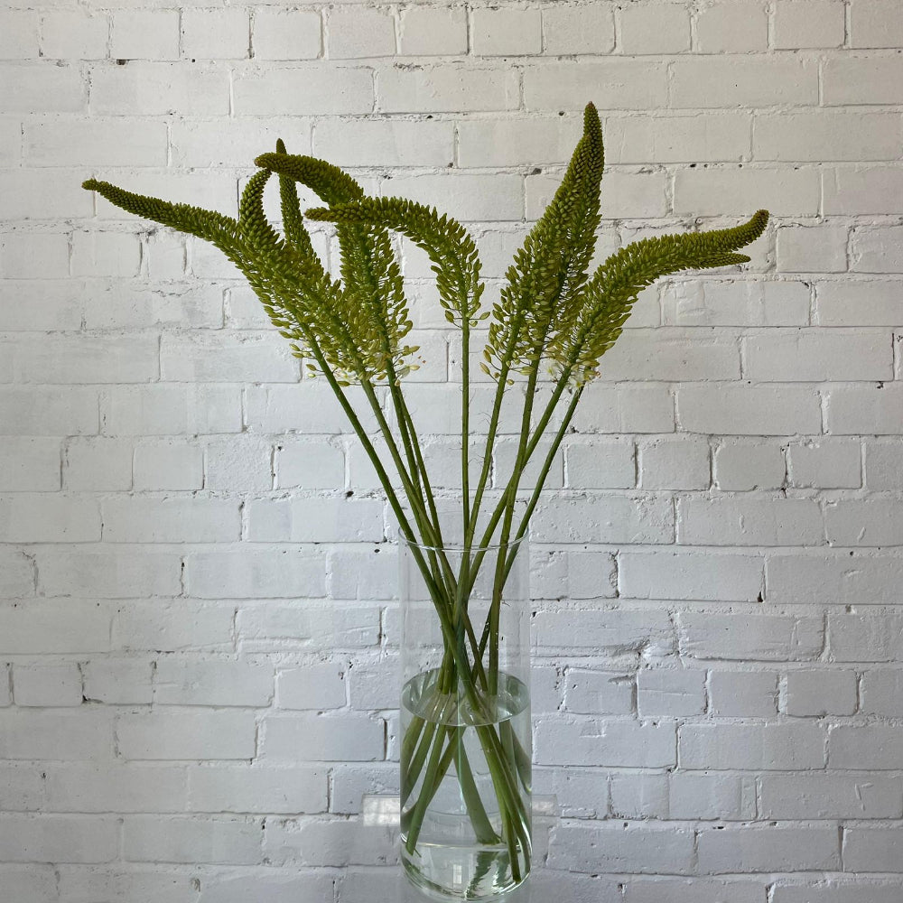 Eremurus Small - Foxtail - 10 stems