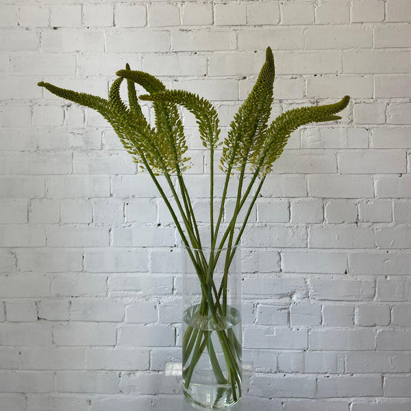 Eremurus Small - Foxtail - 10 stems