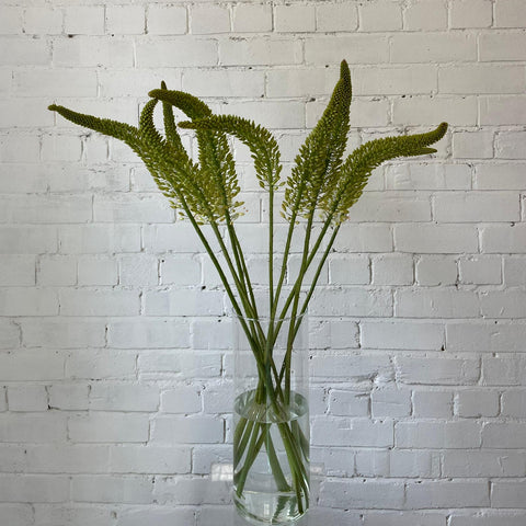 Eremurus Small - Foxtail - 10 stems