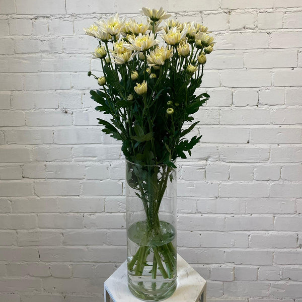 Chrysanthemum Baltica White x 10 stems