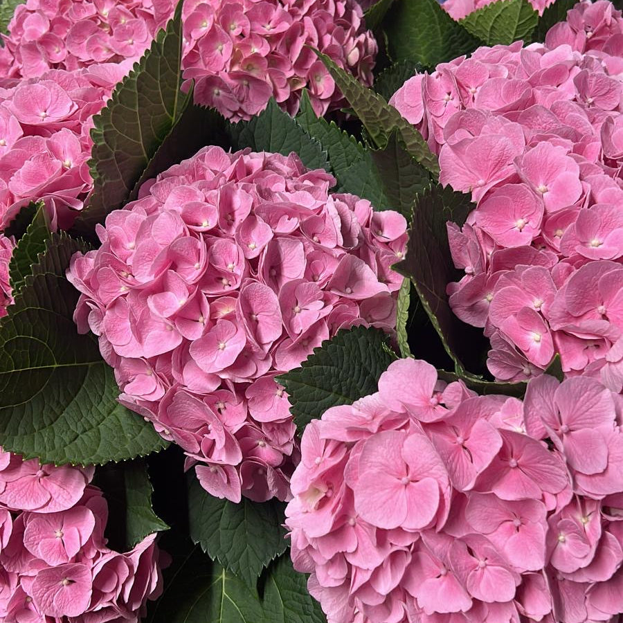 Hydrangea Diamond Pink 60cm - (5 stems)