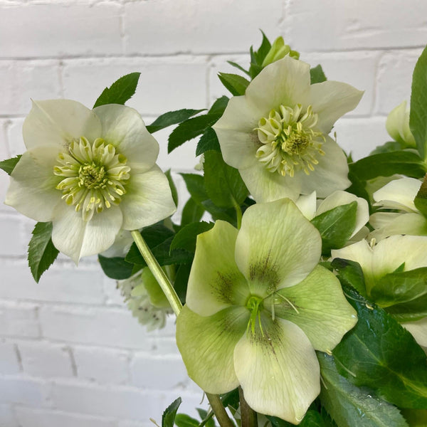 wholesale uk hellebore british florist 