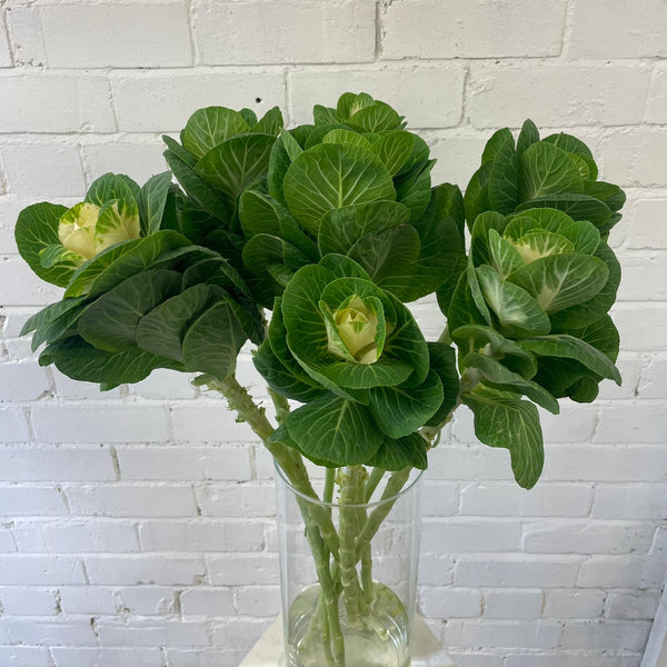 Brassica (Indoor grown) White Crane-10 stems