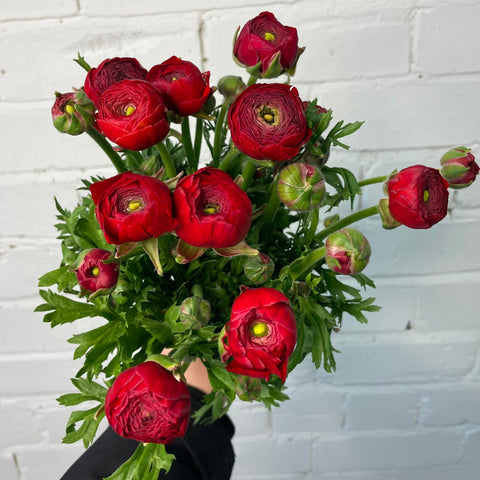 red norfolk ranunculus wholesale online