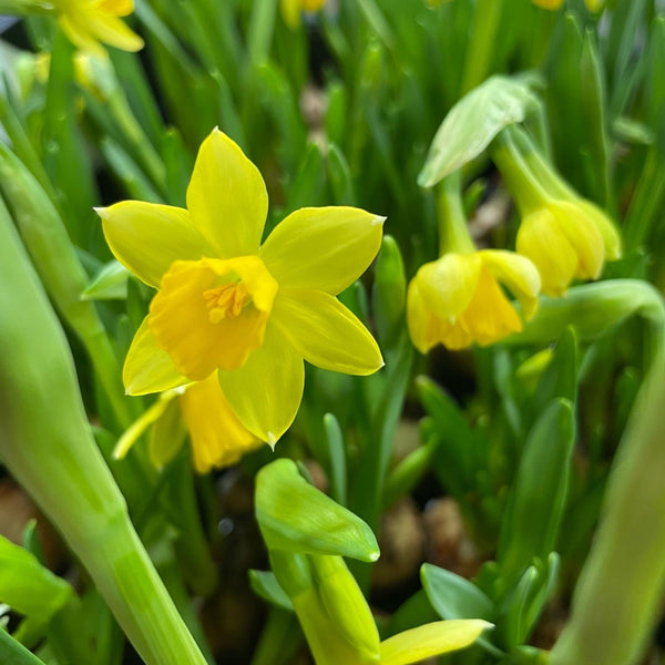 bulbs wholesale spalding florist