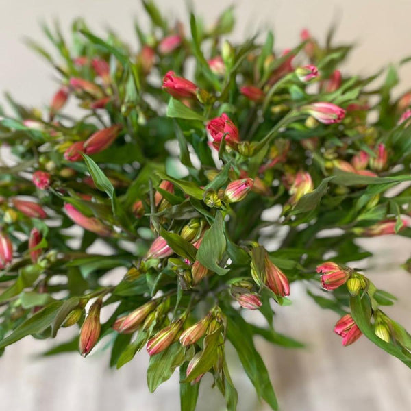 Alstroemeria Cornish Stem Grade 10 Stems - Dark Pink