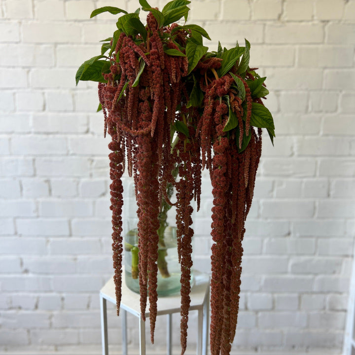 UK grown amaranthus coral stems