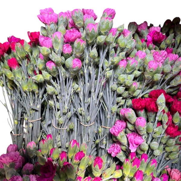 Scented Pinks - Bundle of c100 stems