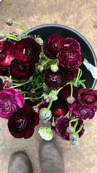 Ranunculus 40cm -Plum- Bunch of 10 stems